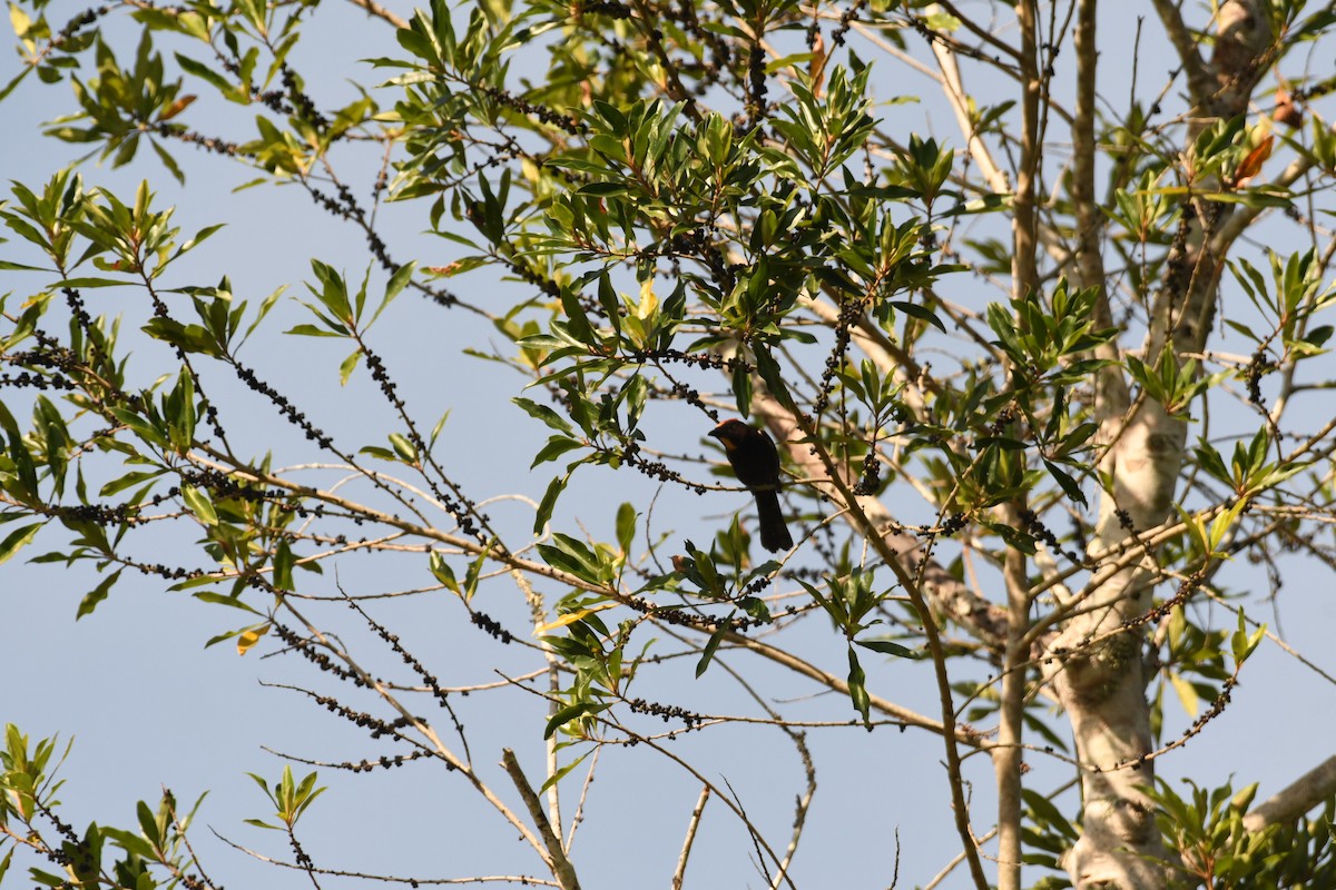Flame-crested Tanager (Flame-crested) - ML643865549
