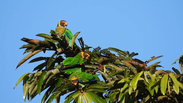 Vulturine Parrot - ML643865556