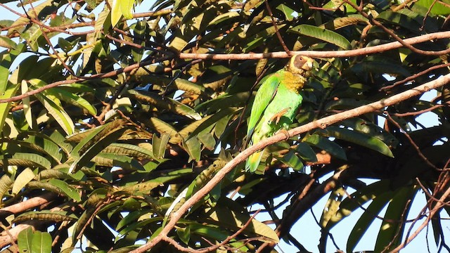 Vulturine Parrot - ML643865557