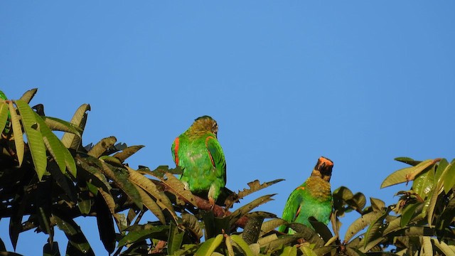Vulturine Parrot - ML643865559