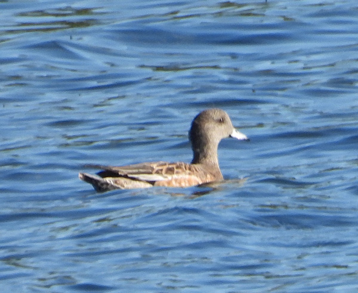 Canard d'Amérique - ML643865565
