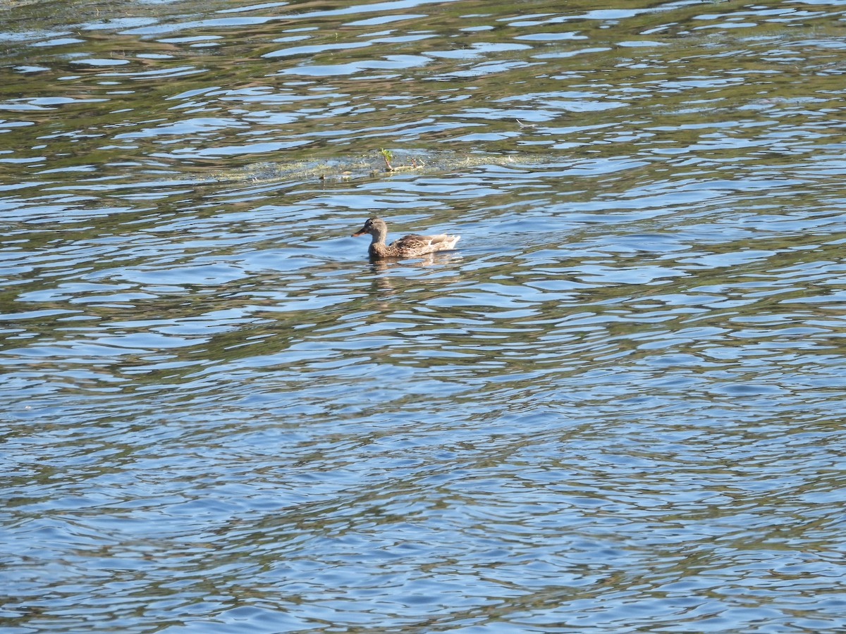 Canard d'Amérique - ML643865566