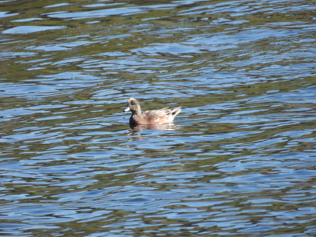 Canard d'Amérique - ML643865568