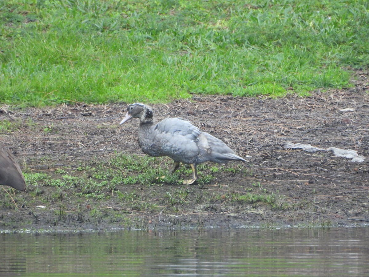 Canard musqué (forme domestique) - ML643865587