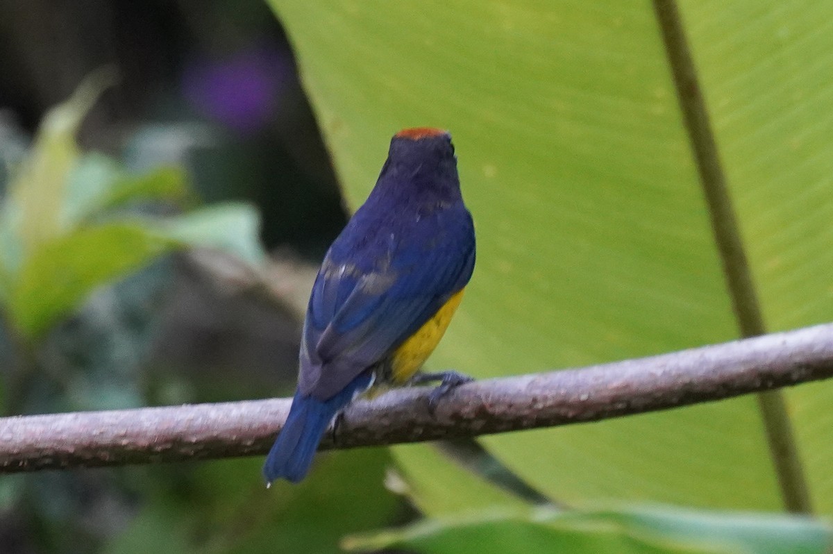 Tawny-capped Euphonia - ML643865642