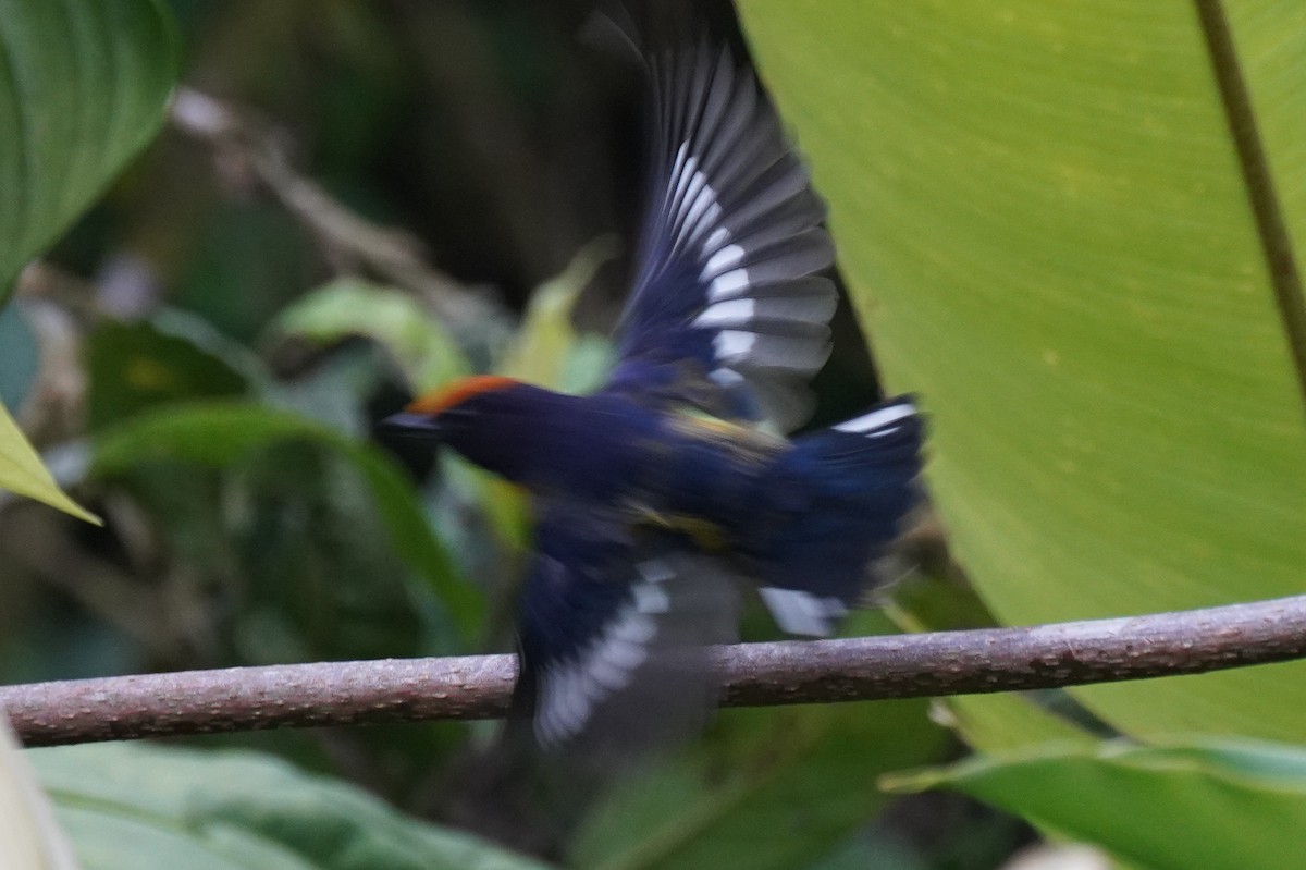 Tawny-capped Euphonia - ML643865643