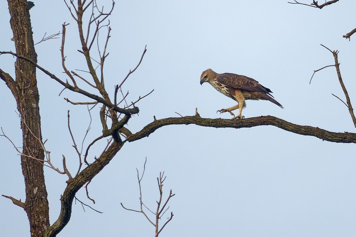 Changeable Hawk-Eagle (Changeable) - ML643865680