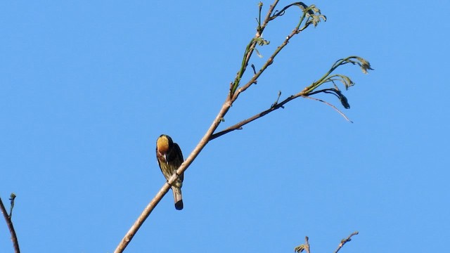 Brown-chested Barbet - ML643865682