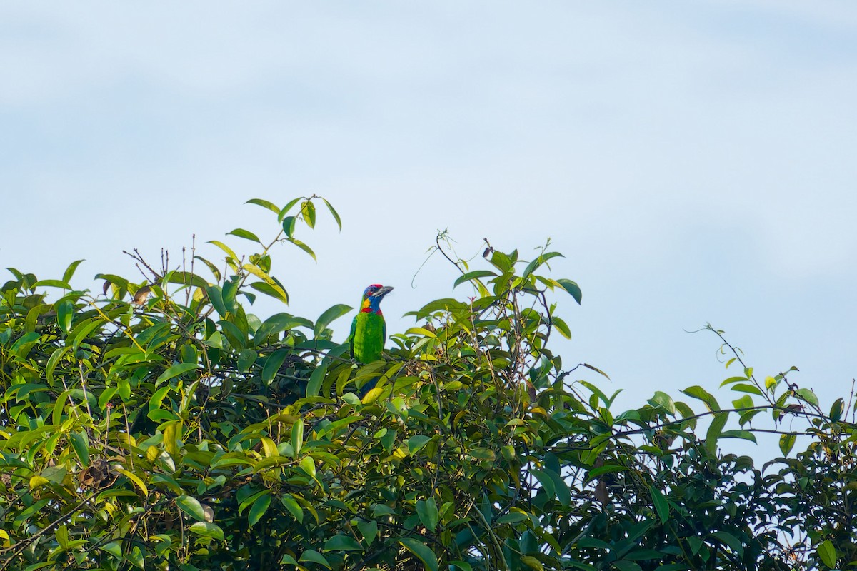 Red-crowned Barbet - ML643865683