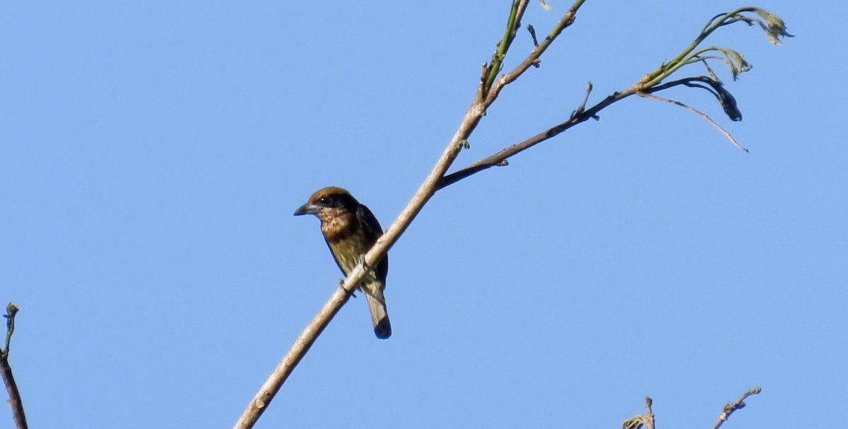 Brown-chested Barbet - ML643865686
