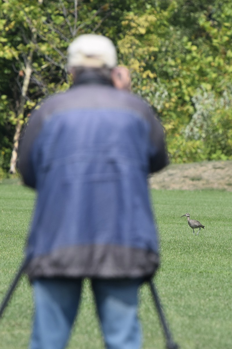 Chiurlo piccolo americano - ML643865688