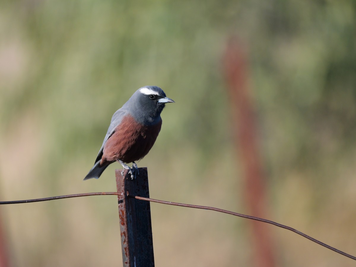 White-browed Woodswallow - ML643865690