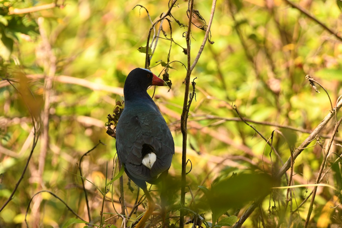 Purple Gallinule - ML643865691