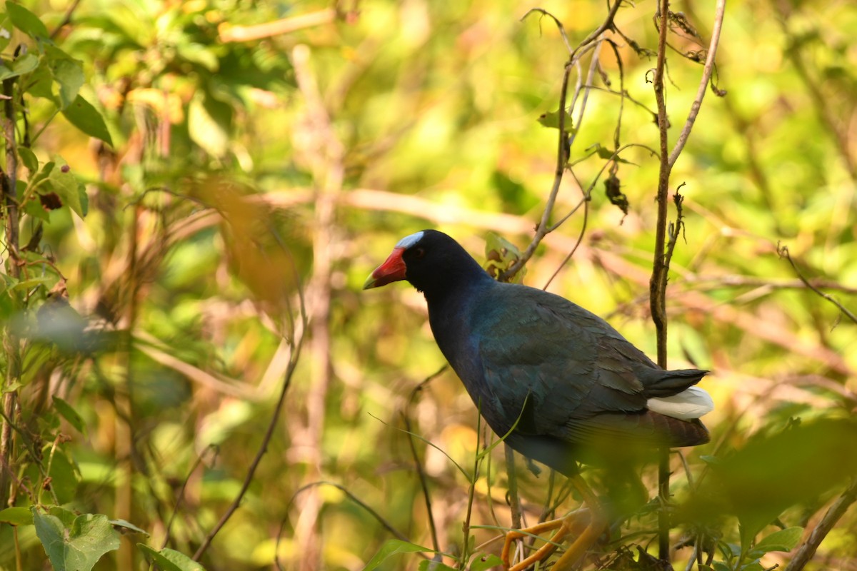 Purple Gallinule - ML643865692