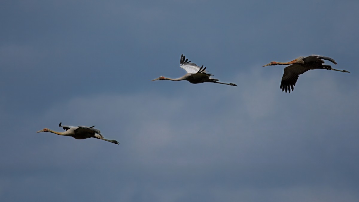 Brolga - ML643865693