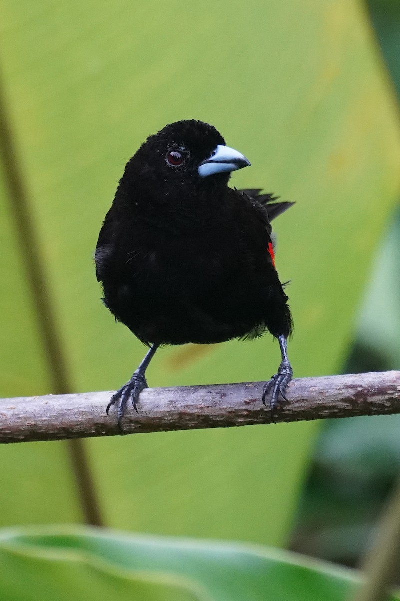 Scarlet-rumped Tanager (Passerini's) - ML643865696