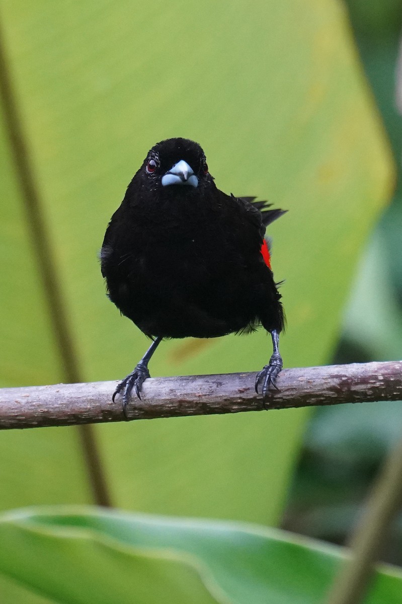 Scarlet-rumped Tanager (Passerini's) - ML643865697