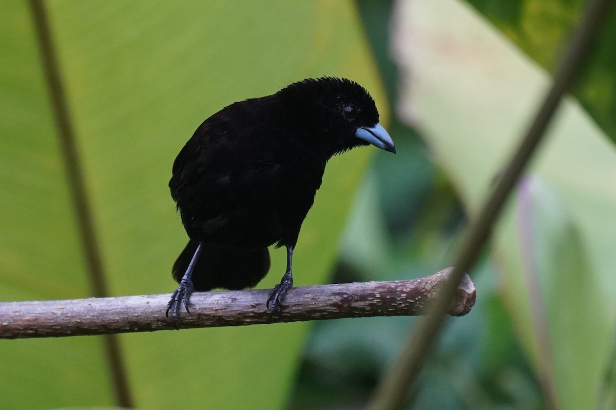 Scarlet-rumped Tanager (Passerini's) - ML643865698