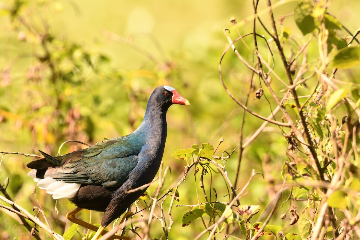 Purple Gallinule - ML643865699