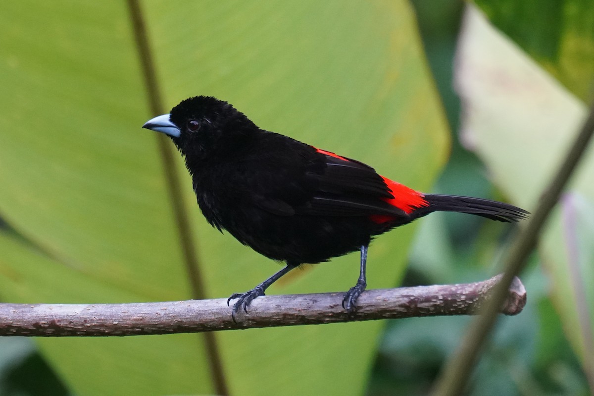 Scarlet-rumped Tanager (Passerini's) - ML643865700