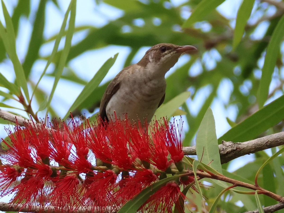 Brown-backed Honeyeater - ML643865701