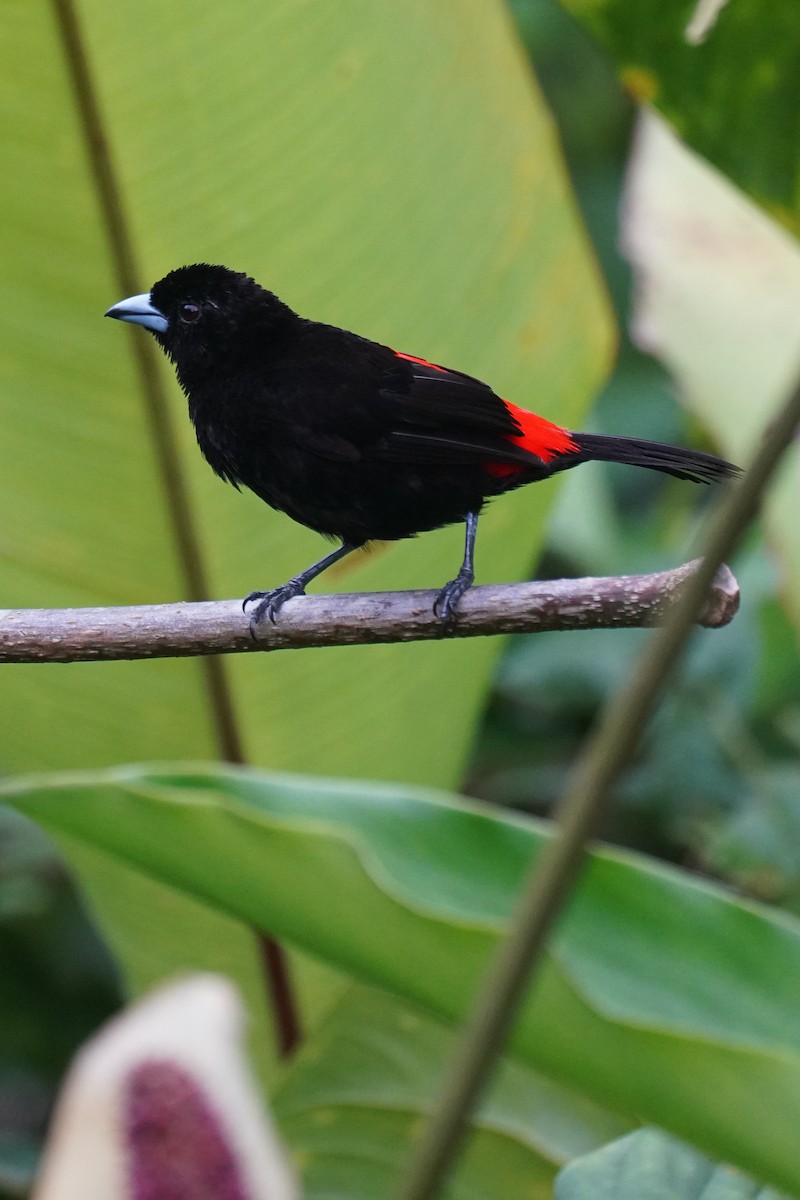 Scarlet-rumped Tanager (Passerini's) - ML643865702