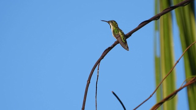 Fiery-tailed Awlbill - ML643865704