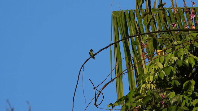 Fiery-tailed Awlbill - ML643865709