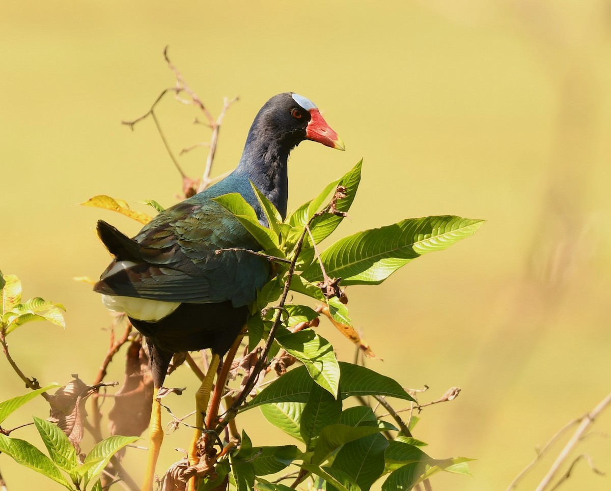 Purple Gallinule - ML643865710