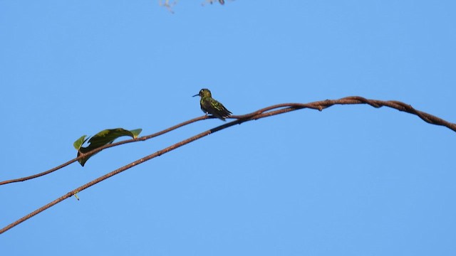 Fiery-tailed Awlbill - ML643865712