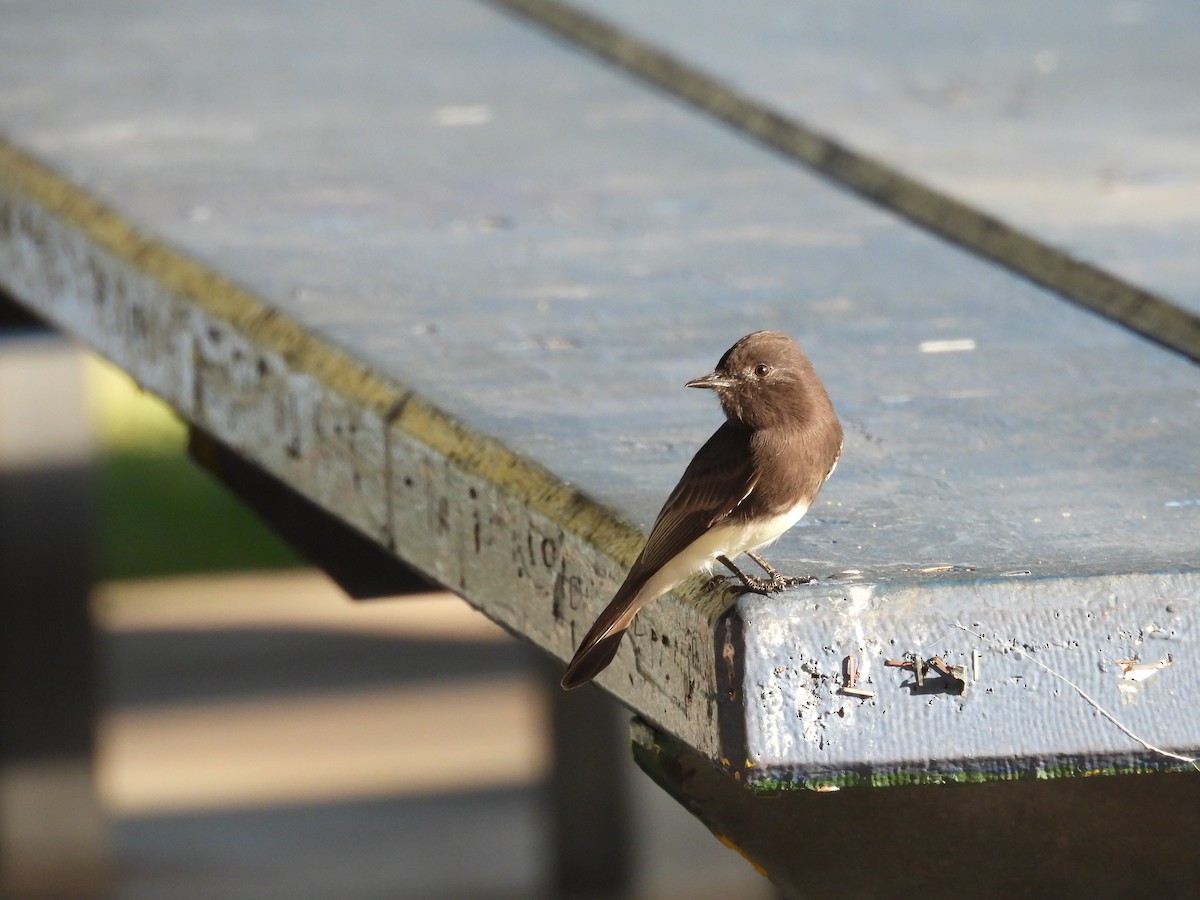 Black Phoebe - ML643865726