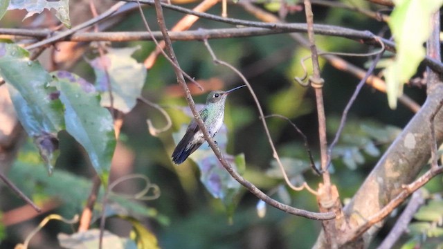 Glittering-throated Emerald - ML643865729