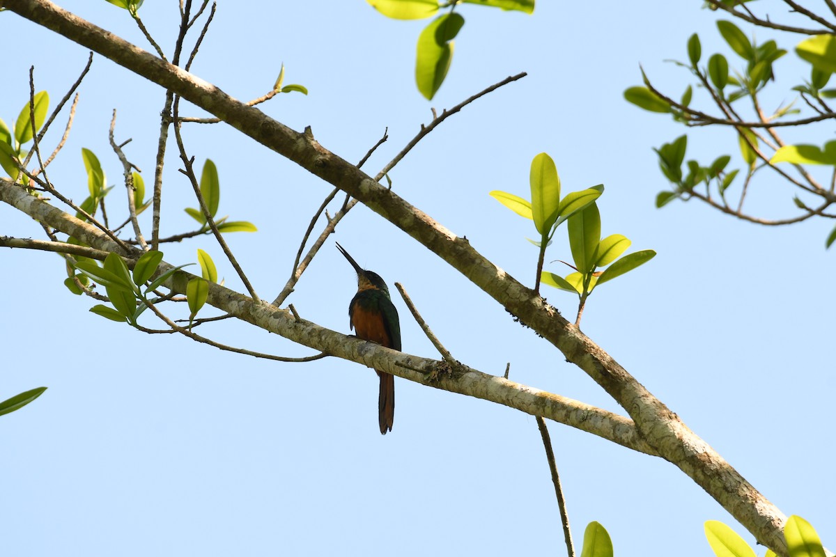 Rufous-tailed Jacamar - ML643865730