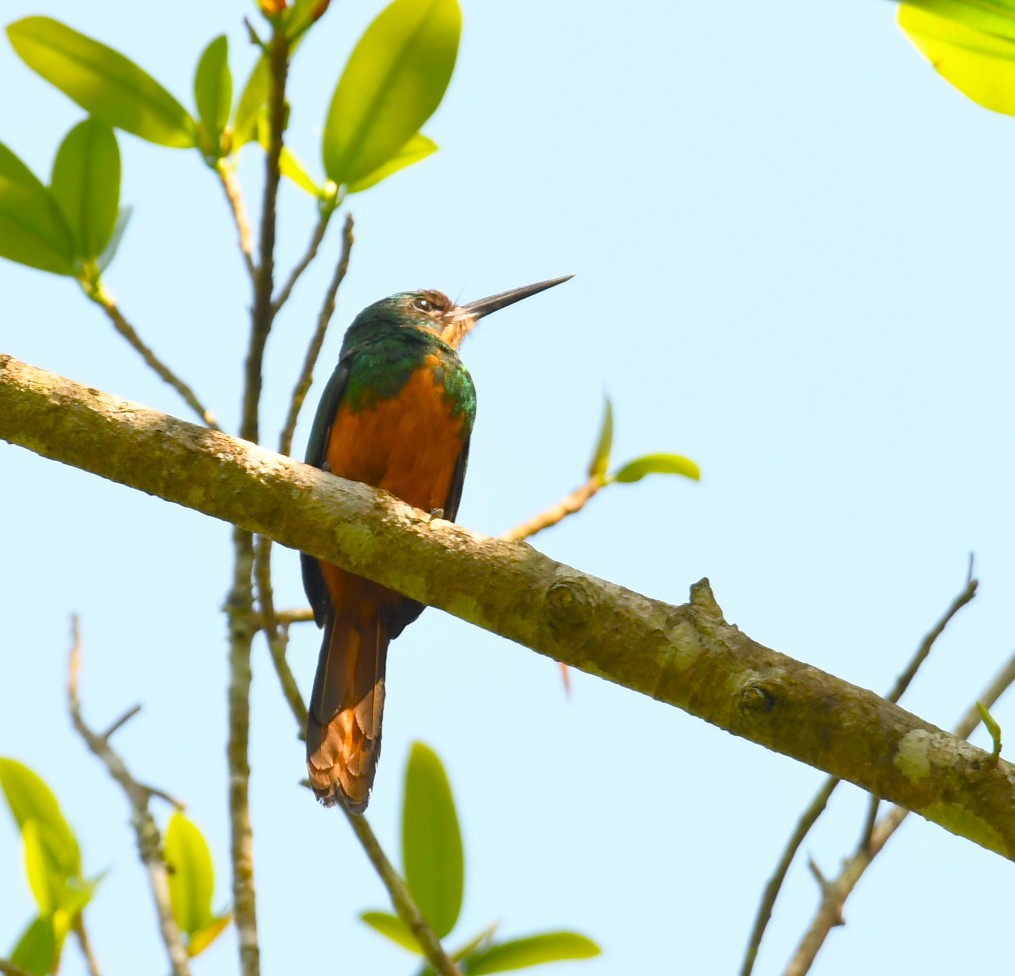 Rufous-tailed Jacamar - ML643865737