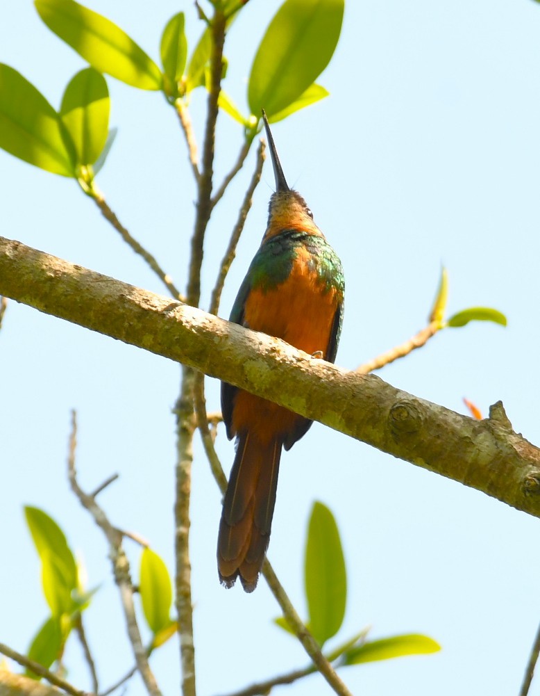 Rufous-tailed Jacamar - ML643865739