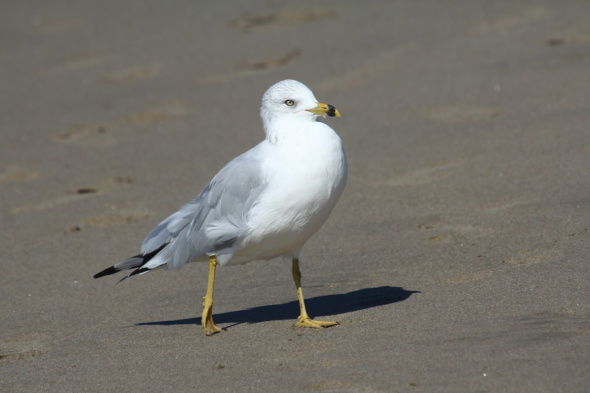 Ring-billed Gull - ML643865740
