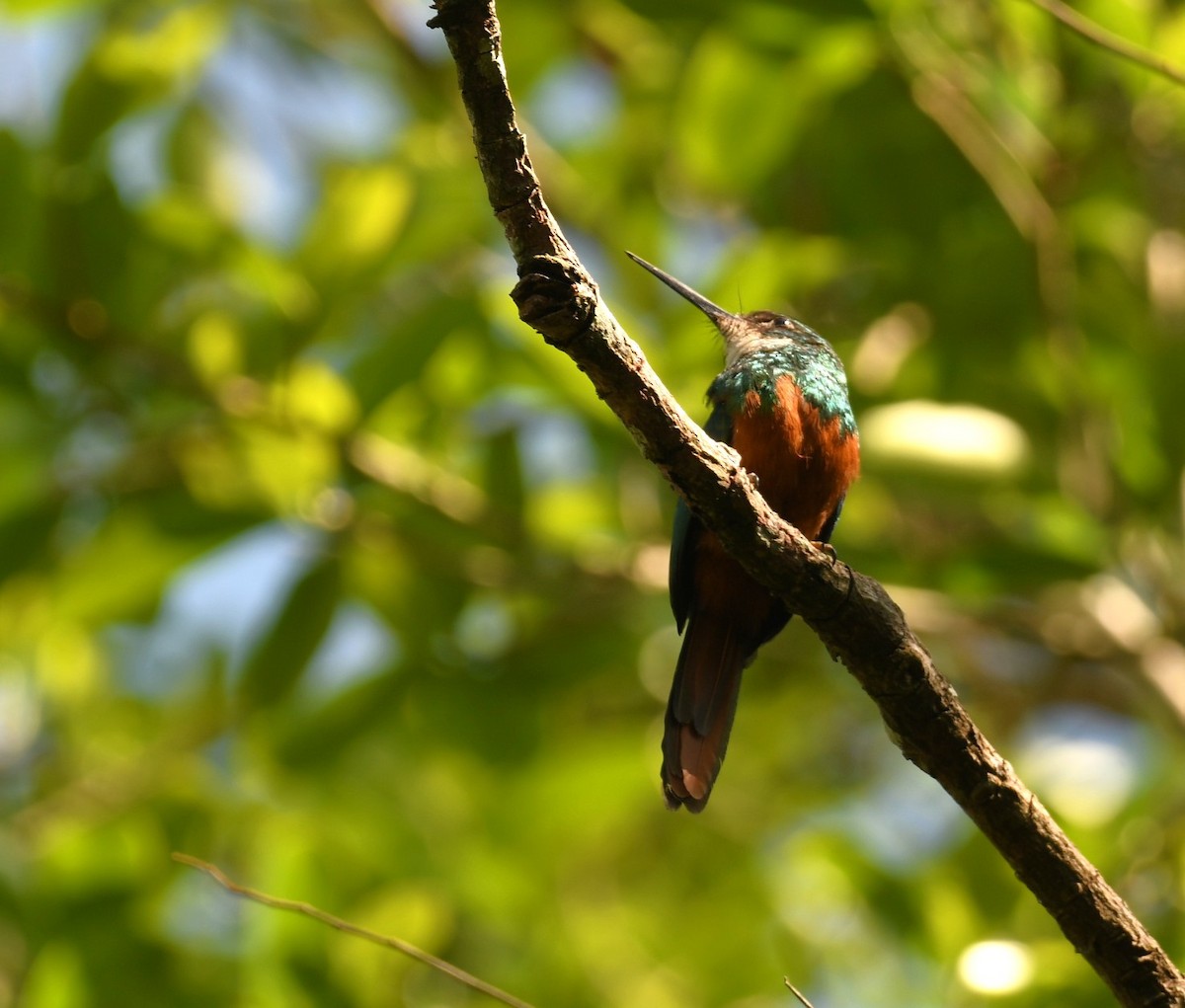 Rufous-tailed Jacamar - ML643865741