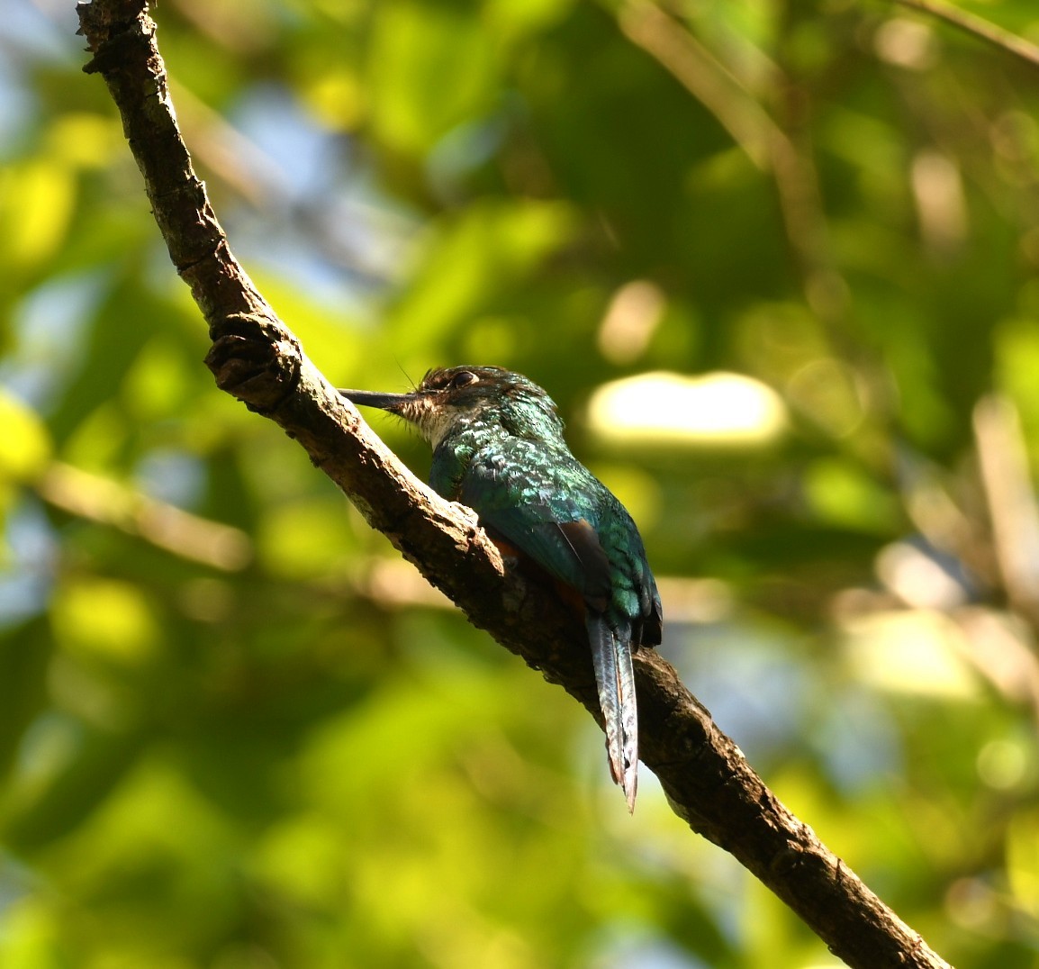 Rufous-tailed Jacamar - ML643865743