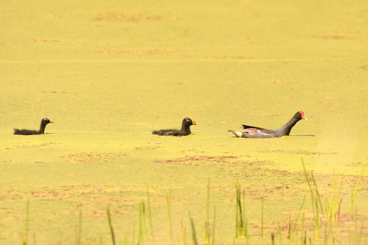 Common Gallinule - ML643865754