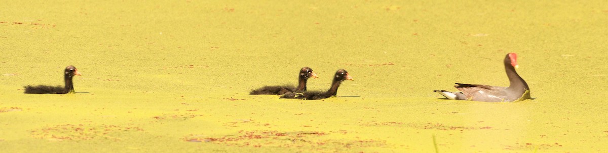 Common Gallinule - ML643865755