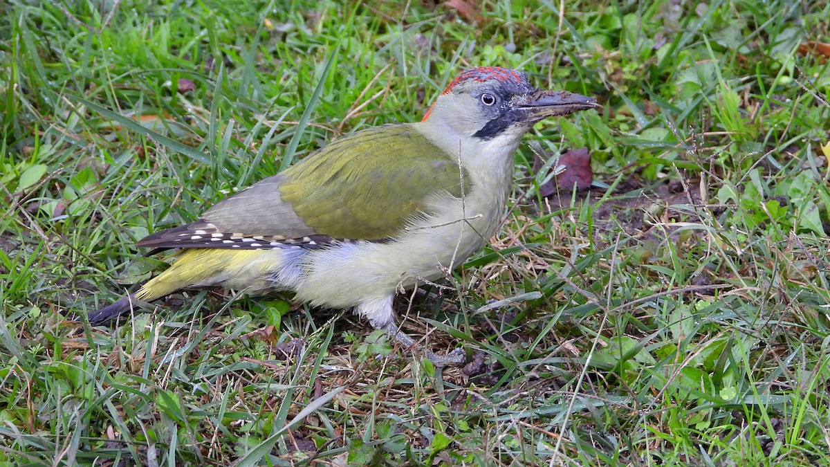 Pito Ibérico - ML643865759
