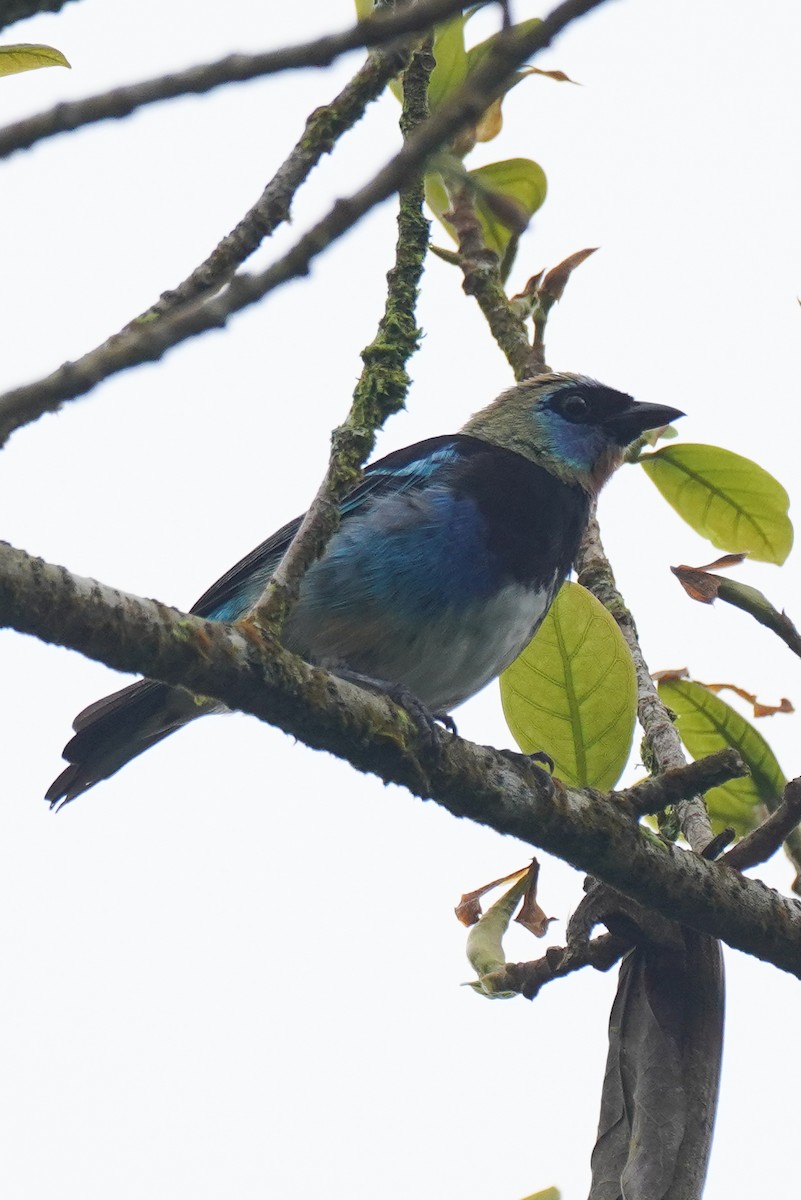 Golden-hooded Tanager - ML643865773