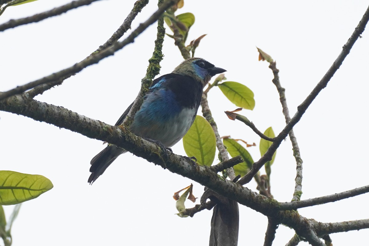 Golden-hooded Tanager - ML643865774