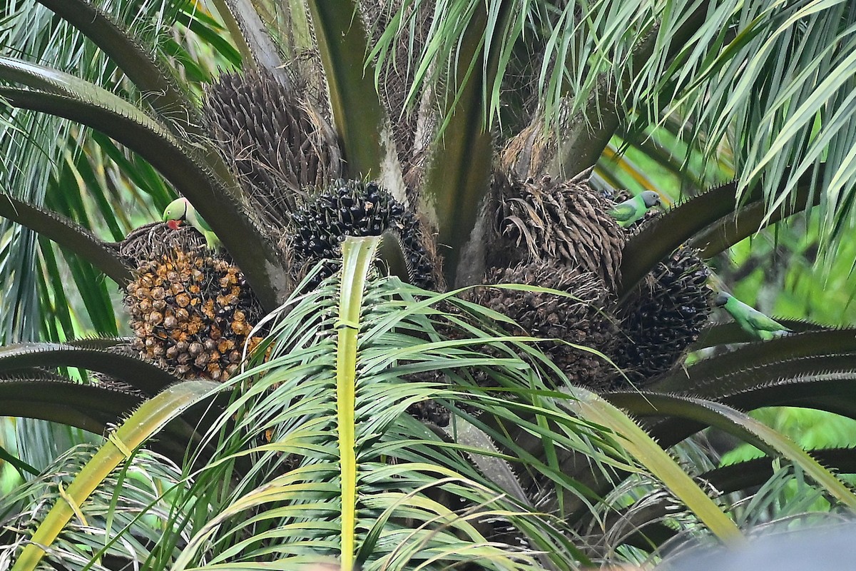 Layard's Parakeet - ML643865781