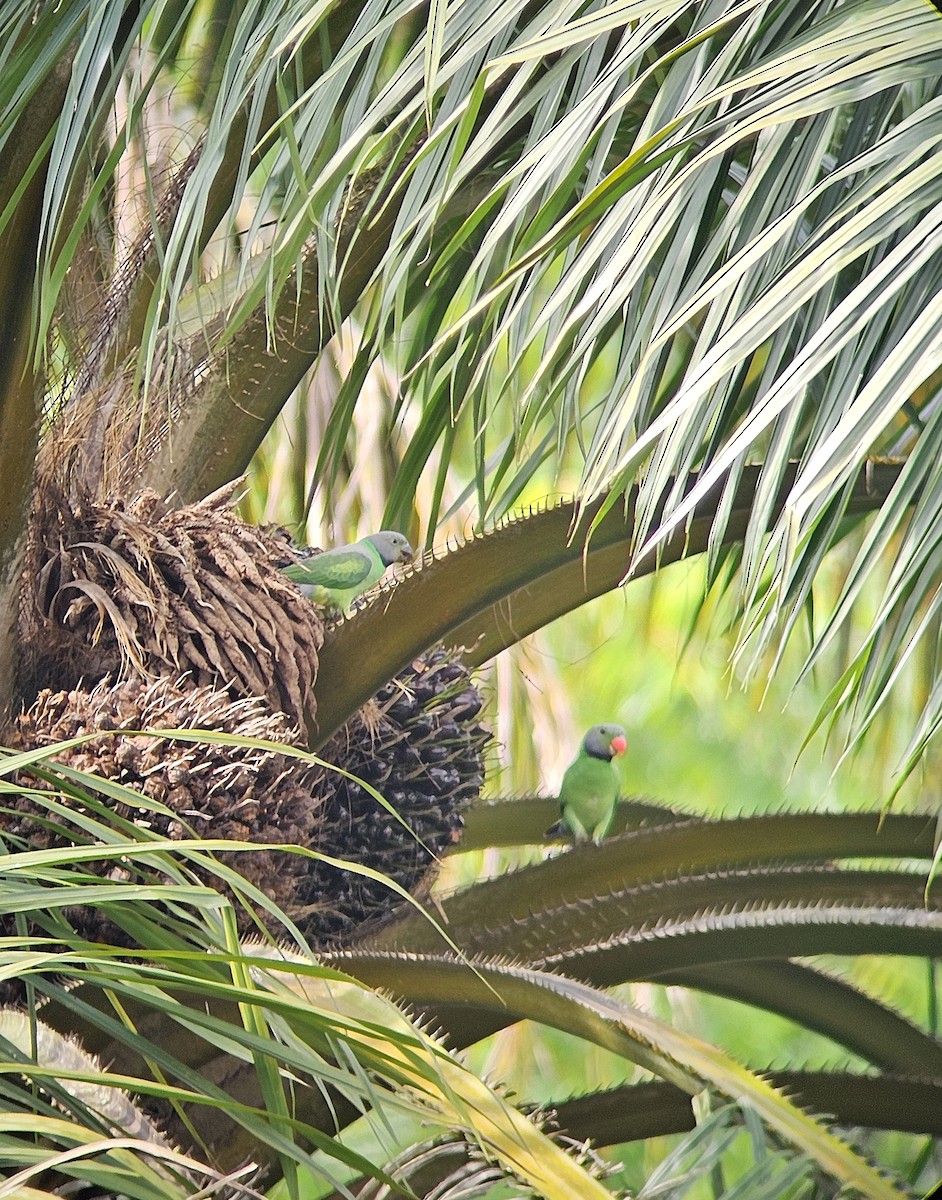 Layard's Parakeet - ML643865782