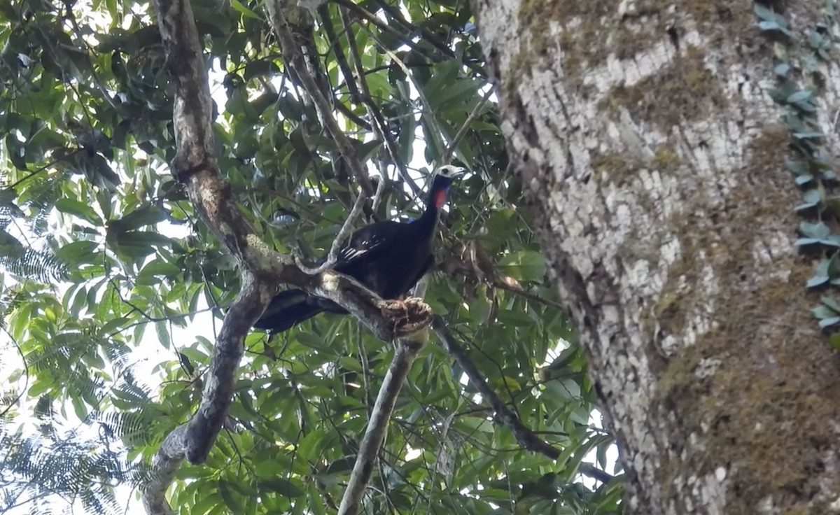 Red-throated Piping-Guan - ML643865801