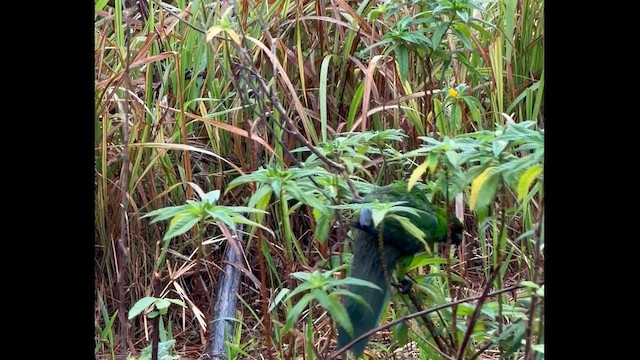 Ouvea Parakeet - ML643865802