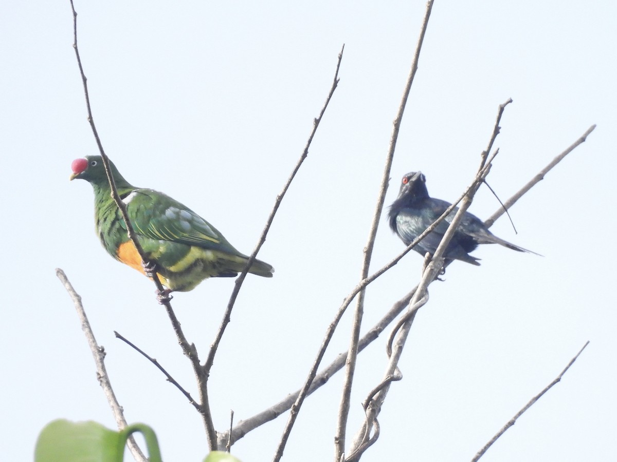 Knob-billed Fruit-Dove - ML643865804