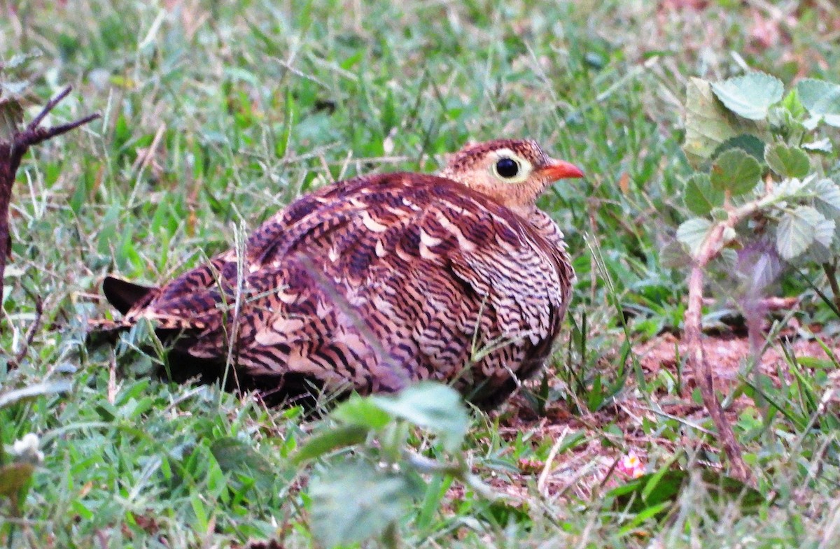 Painted Sandgrouse - ML643865822