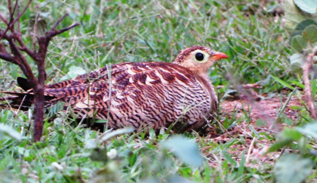 Painted Sandgrouse - ML643865824
